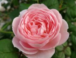 Aromaterapi saat Mencuci: Manfaat Minyak English Rose dalam Deterjen