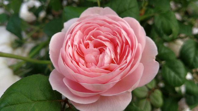 Aromaterapi saat Mencuci: Manfaat Minyak English Rose dalam Deterjen