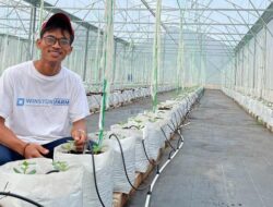 Dari Sarjana Korea Menjadi Juragan Melon Hidroponik: Kisah Sukses Adi Latif Mashudi di Blora