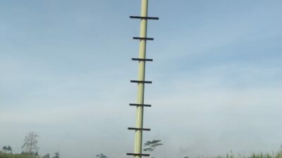 Hama Tikus Mewabah, Pemkab Malang Sebar Rumah Burung Hantu