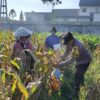 Dukung Ketahanan Pangan Nasional: Polresta Malang Kota dan Gapoktan Panen 2,5 Ton Jagung