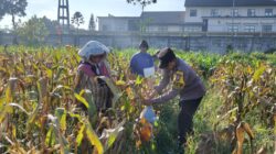 Dukung Ketahanan Pangan Nasional: Polresta Malang Kota dan Gapoktan Panen 2,5 Ton Jagung