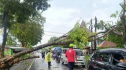 Angin Kencang Terjang Malang, 25 Rumah Rusak dan Jalan Tertutup Pohon Tumbang