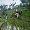 TRC BPBD Kabupaten Malang Monitoring Potensi Kekeringan di Tujuh Kecamatan