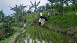 TRC BPBD Kabupaten Malang Monitoring Potensi Kekeringan di Tujuh Kecamatan