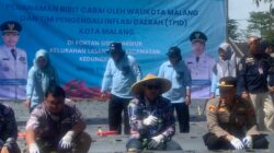 Dispangtan Malang Gerak Cepat: Produksi Cabai Digenjot Tekan Inflasi