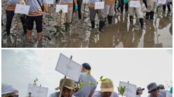 Emisi Karbon Terus Meningkat, Hijaukan Pesisir dengan 1.000 Mangrove di Jawa Timur Emisi Karbon Terus Meningkat, Hijaukan Pesisir dengan 1.000 Mangrove di Jawa Timur