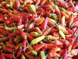 Harga Cabai dan Emas Melesat, Inflasi Kota Malang Desember Sentuh 0,56%