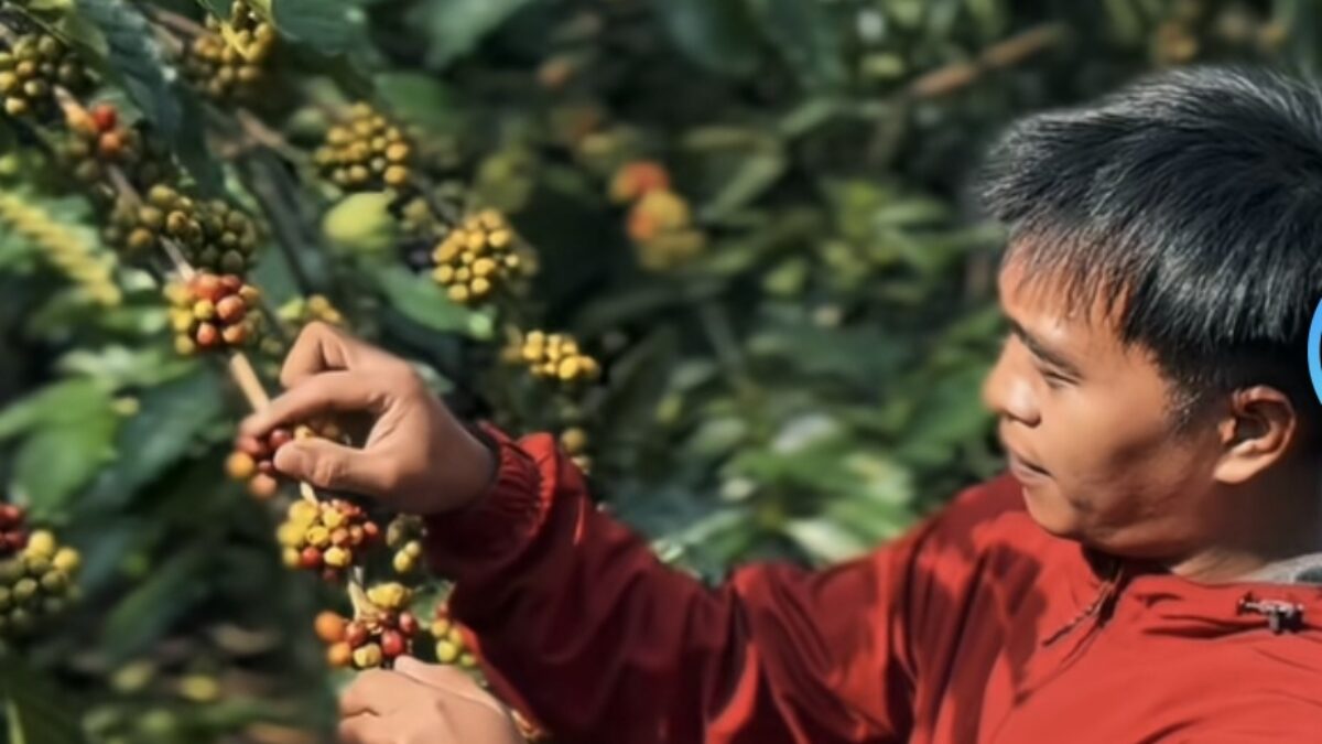 5 Daerah Penghasil Kopi Terbaik di Malang, Nomor 1 Mendunia 5 Daerah Penghasil Kopi Terbaik di Malang, Nomor 1 Mendunia