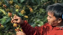 5 Daerah Penghasil Kopi Terbaik di Malang, Nomor 1 Mendunia