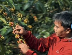 5 Daerah Penghasil Kopi Terbaik di Malang, Nomor 1 Mendunia