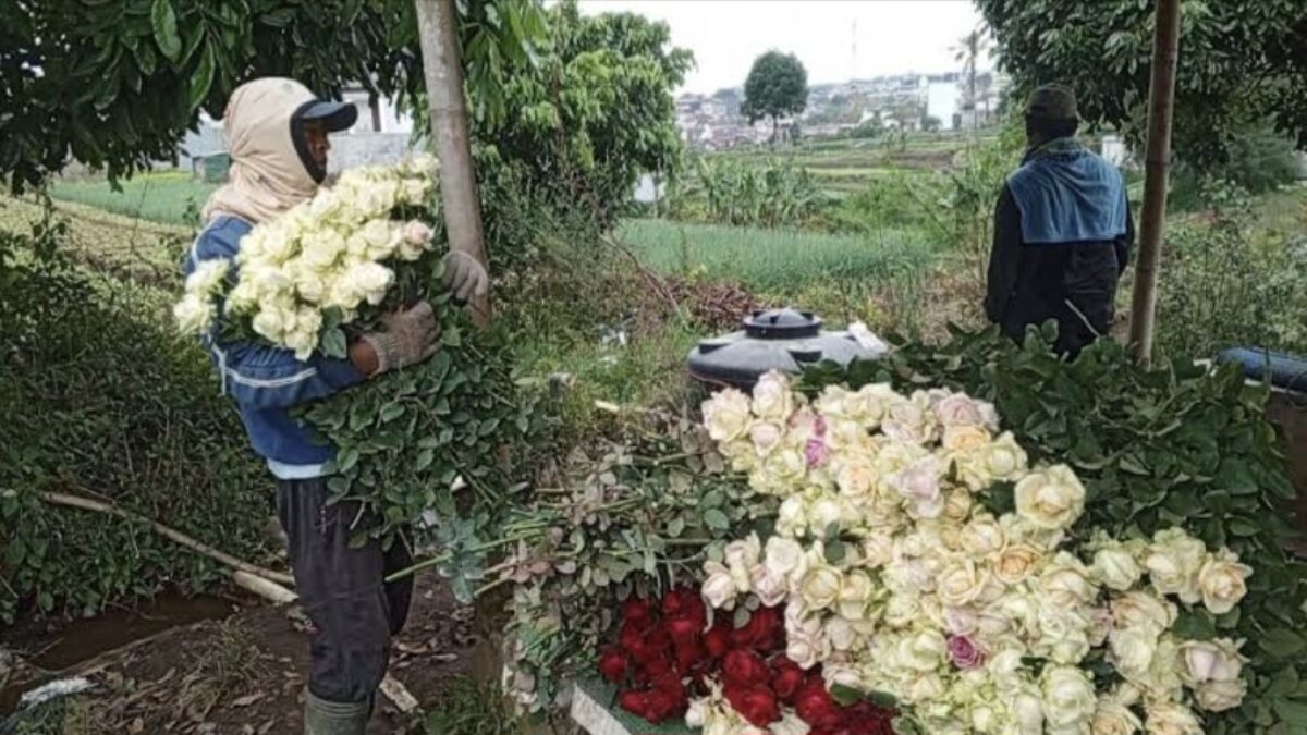Cuaca Ekstrem Hantam Batu, Produksi Mawar Terancam Jelang Valentine