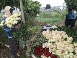 Cuaca Ekstrem Hantam Batu, Produksi Mawar Terancam Jelang Valentine