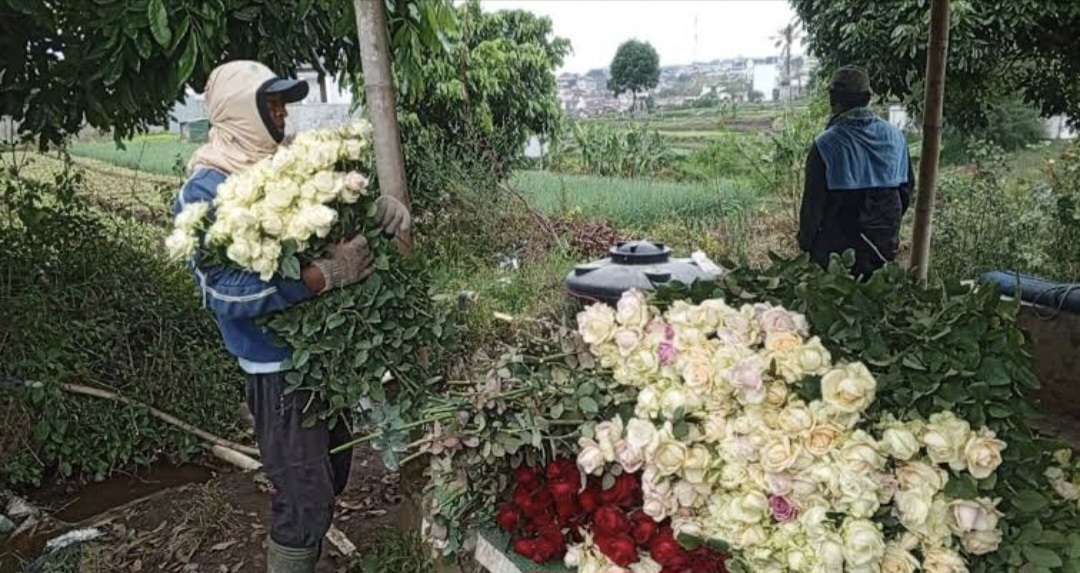 Cuaca Ekstrem Hantam Batu, Produksi Mawar Terancam Jelang Valentine