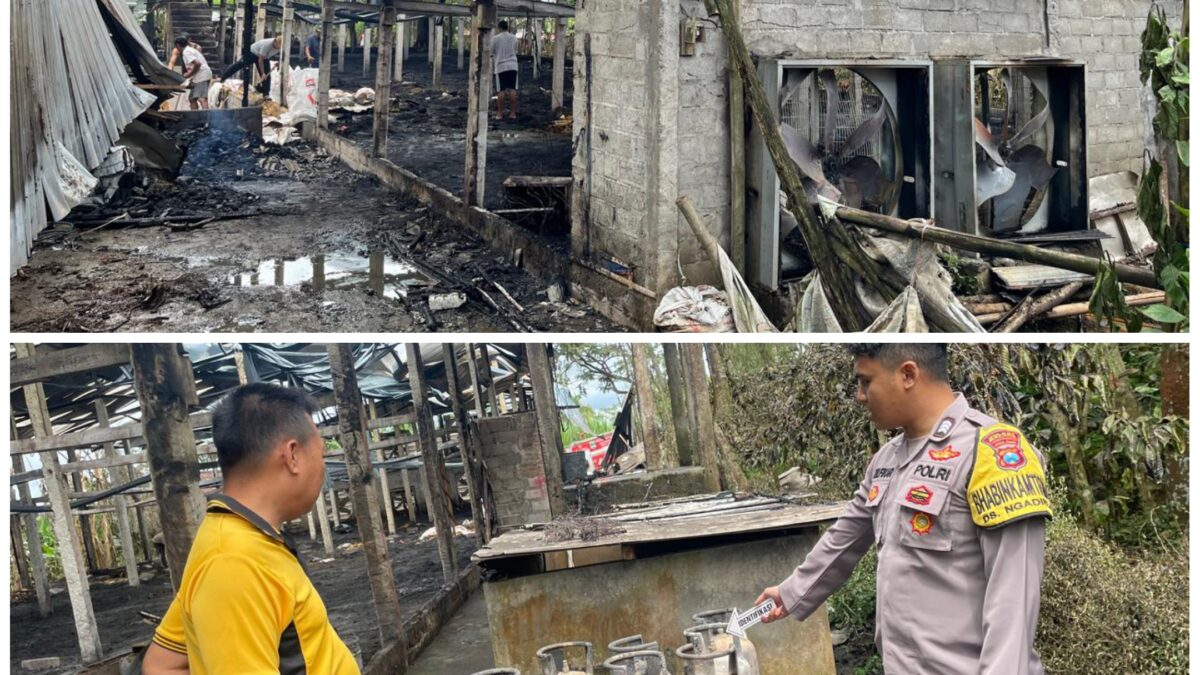 Kandang Ayam Broiler di Kromengan Ludes Terbakar, Kerugian Capai Rp 740 Juta