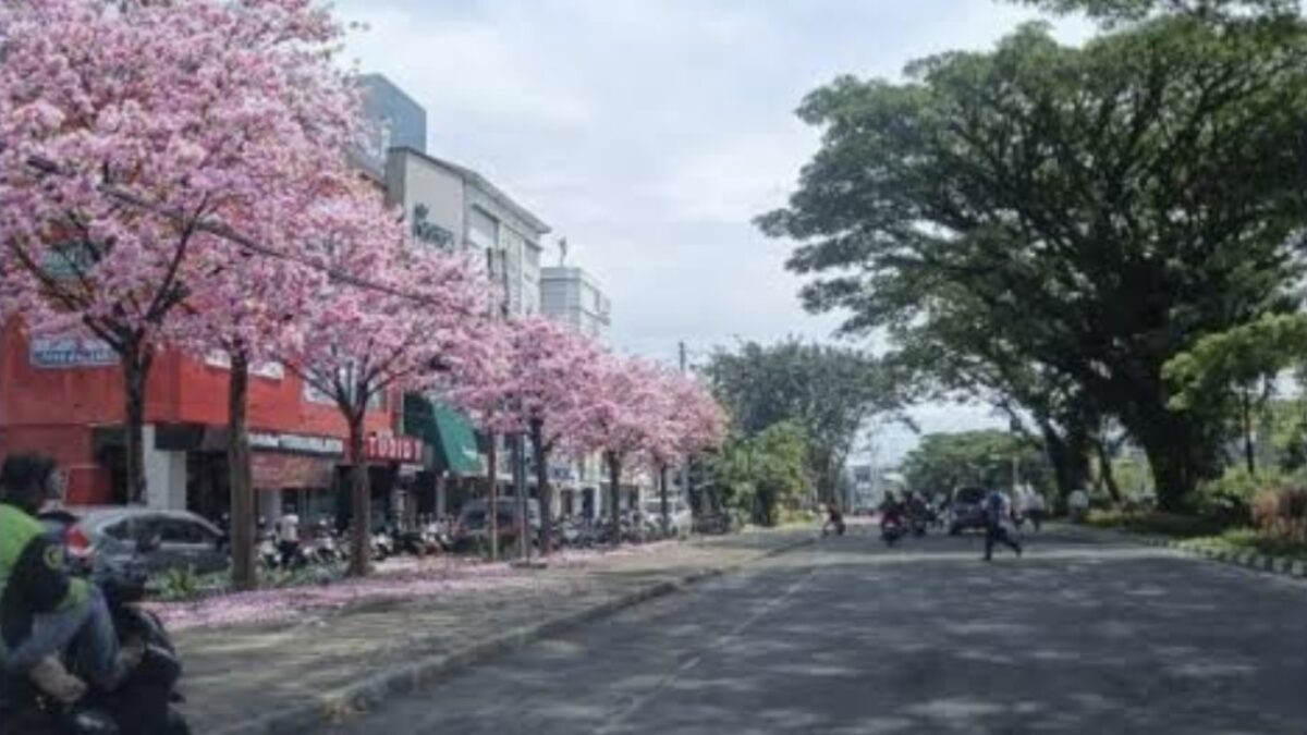 DLH Kota Malang Mulai Hijaukan Lagi Suhat dengan Tabebuya DLH Kota Malang Mulai Hijaukan Lagi Suhat dengan Tabebuya