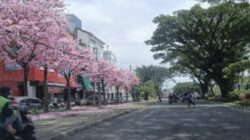 DLH Kota Malang Mulai Hijaukan Lagi Suhat dengan Tabebuya DLH Kota Malang Mulai Hijaukan Lagi Suhat dengan Tabebuya