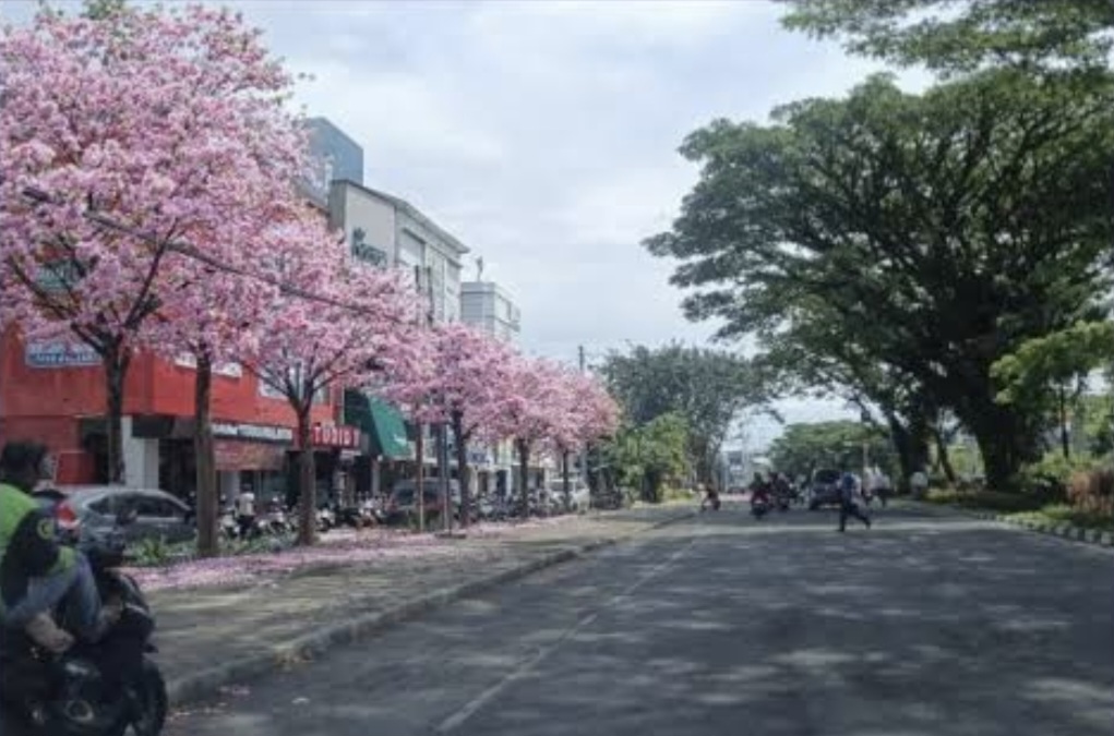 DLH Kota Malang Mulai Hijaukan Lagi Suhat dengan Tabebuya