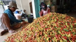 Cabai Rawit di Kota Batu Tembus Rp90 Ribu Jelang Ramadan