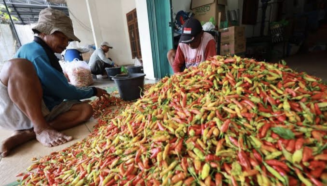 Cabai Rawit di Kota Batu Tembus Rp90 Ribu Jelang Ramadan
