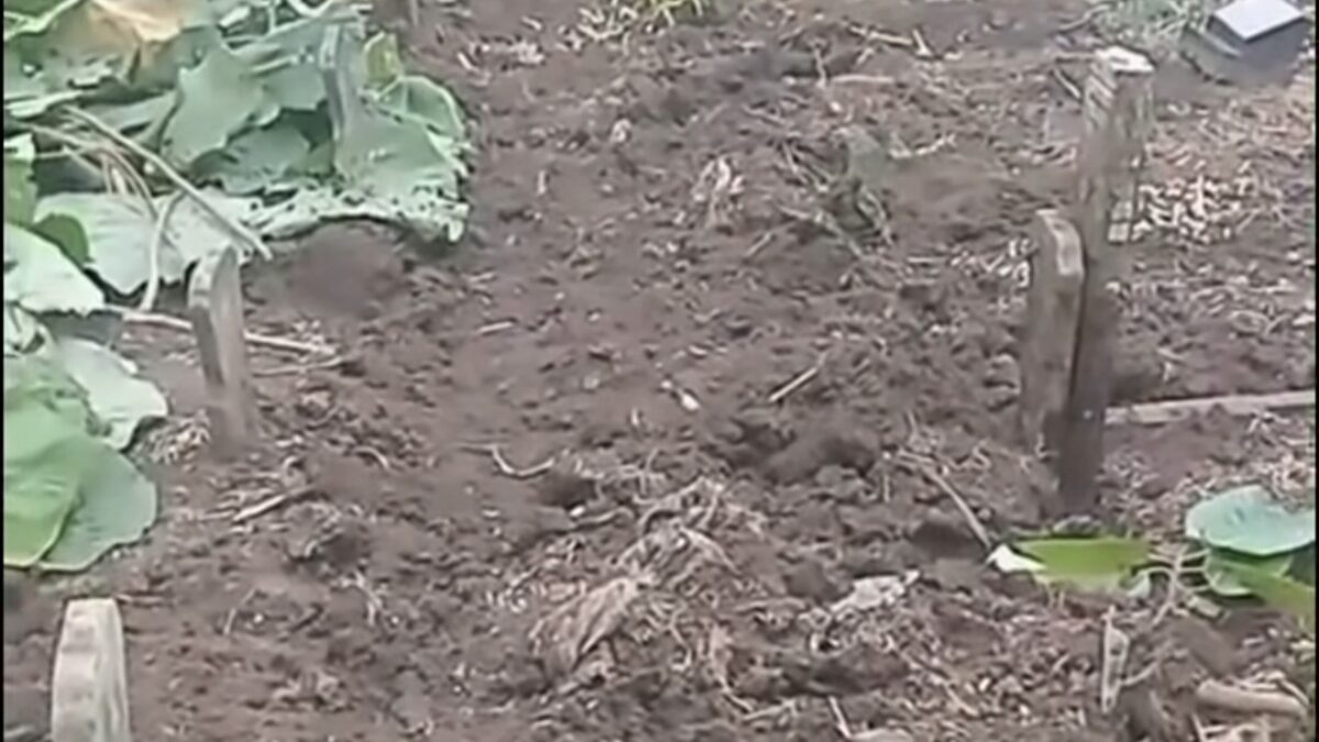 Viral Puluhan Makam Di Batu Morat-Marit, Juru Kunci Sendiri Pelakunya