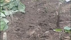 Viral Puluhan Makam Di Batu Morat-Marit, Juru Kunci Sendiri Pelakunya