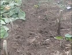 Viral Puluhan Makam Di Batu Morat-Marit, Juru Kunci Sendiri Pelakunya