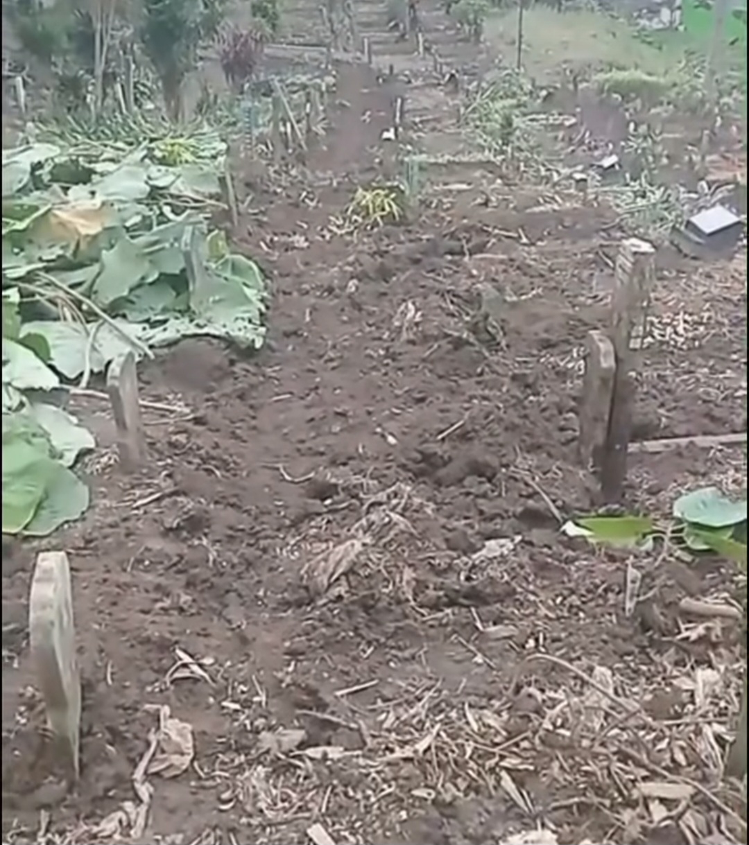 Viral Puluhan Makam Di Batu Morat-Marit, Juru Kunci Sendiri Pelakunya