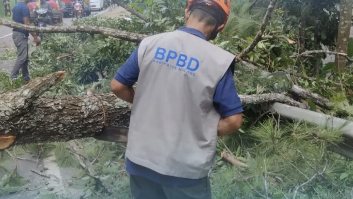 Hujan Deras di Ngantang, Pohon Pinus 25 Meter Tumbang Tutup Total Jalur Malang-Kediri
