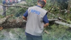 Hujan Deras di Ngantang, Pohon Pinus 25 Meter Tumbang Tutup Total Jalur Malang-Kediri