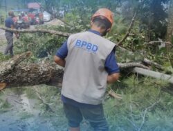 Hujan Deras di Ngantang, Pohon Pinus 25 Meter Tumbang Tutup Total Jalur Malang-Kediri