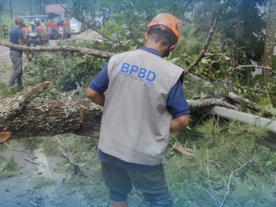 Hujan Deras di Ngantang, Pohon Pinus 25 Meter Tumbang Tutup Total Jalur Malang-Kediri