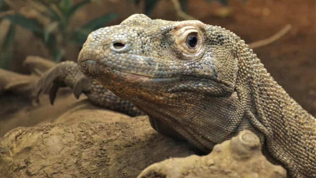 Terbongkar! Sindikat Jual Beli Komodo Antarprovinsi Raup Ratusan Juta