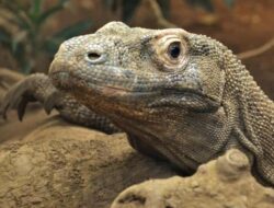 Terbongkar! Sindikat Jual Beli Komodo Antarprovinsi Raup Ratusan Juta