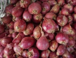 Digerebek! 23 Ton Bawang-Cabai Ilegal Masuk Pontianak via Malaysia