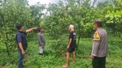 Pencuri Ratusan Kilogram Jeruk di Poncokusumo Tertangkap
