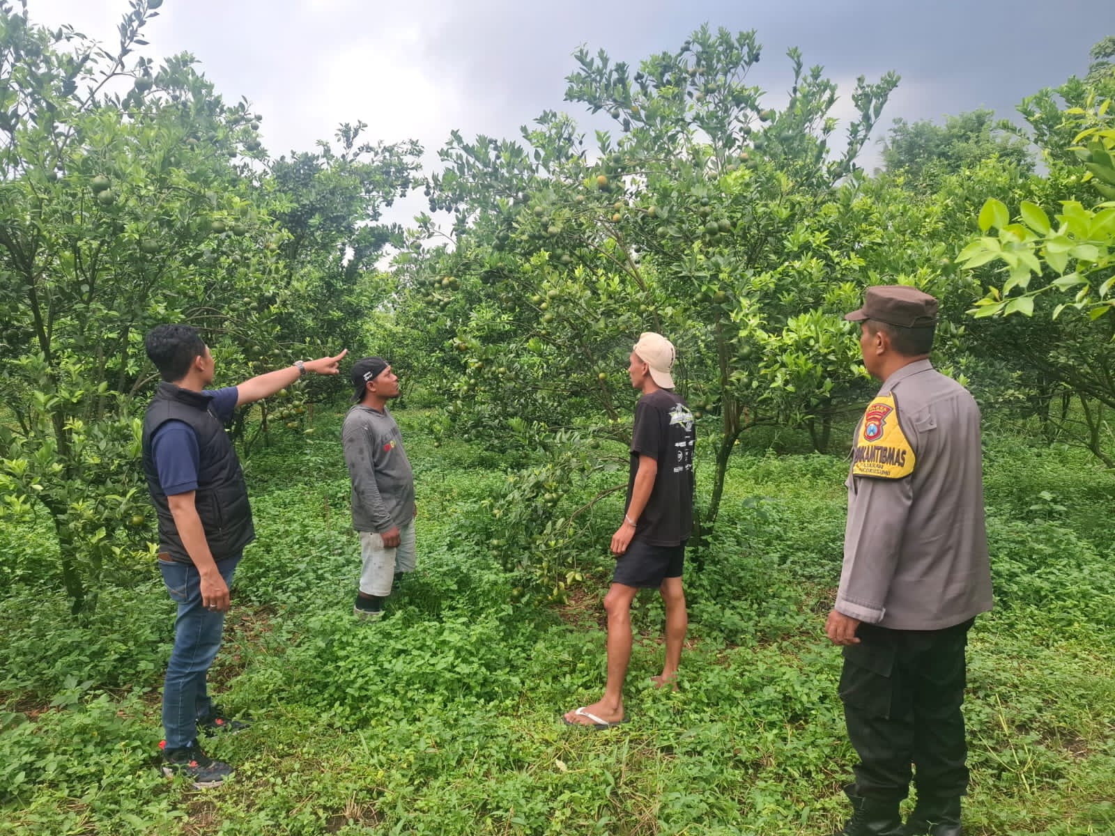 Pencuri Ratusan Kilogram Jeruk di Poncokusumo Tertangkap