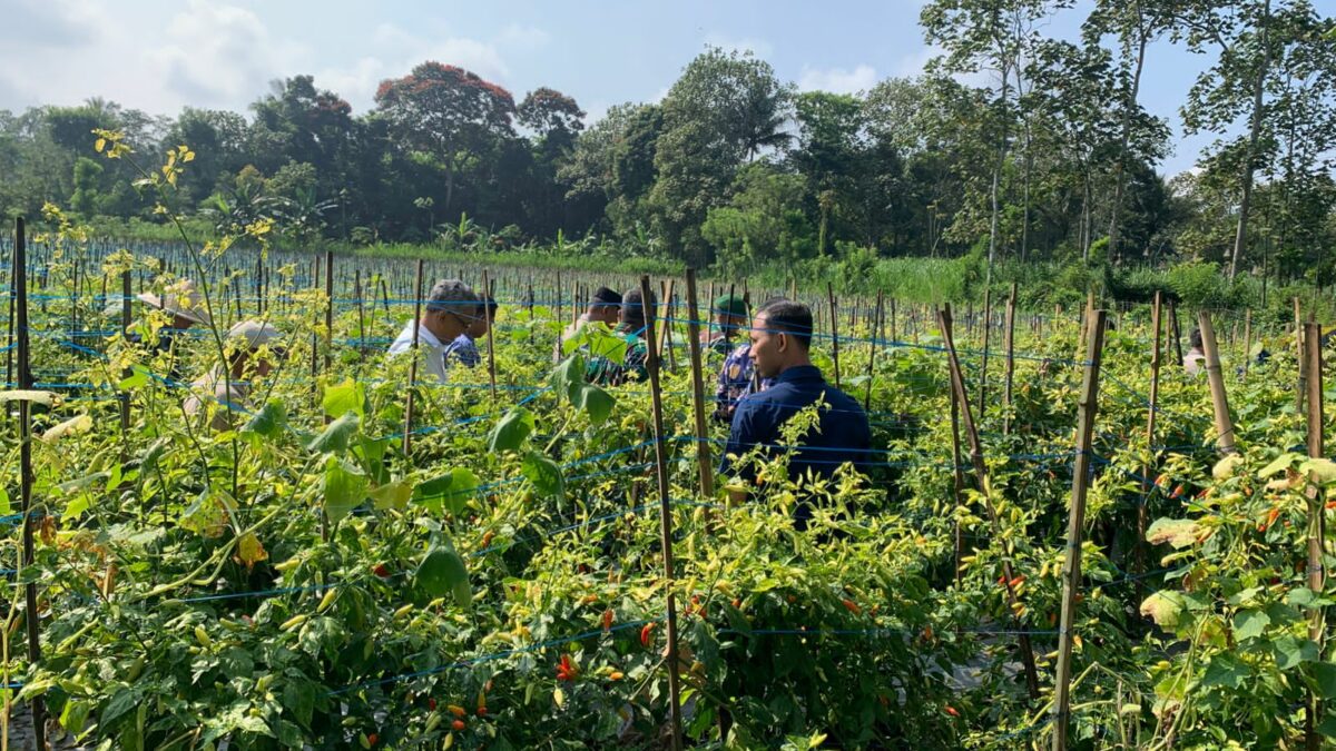 Petani Cabai Malang Panen Melimpah, Harga Tetap Tinggi—Distribusi Jadi Sorotan