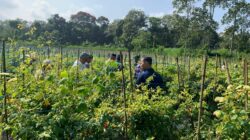 Petani Cabai Malang Panen Melimpah, Harga Tetap Tinggi—Distribusi Jadi Sorotan