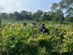 Petani Cabai Malang Panen Melimpah, Harga Tetap Tinggi—Distribusi Jadi Sorotan