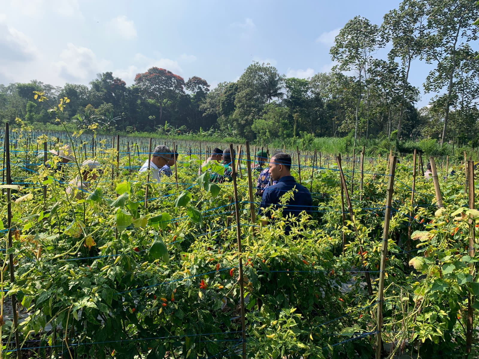 Petani Cabai Malang Panen Melimpah, Harga Tetap Tinggi—Distribusi Jadi Sorotan