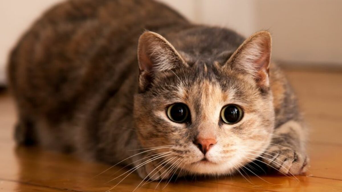 8 Kucing Mati Misterius di Kedungkandang, Warga Curiga Diracun  Subjudul: Kejadian Berulang dalam Empat Hari, Warga Lesanpuro Resah dan Trauma  Peristiwa kematian misterius delapan kucing menggegerkan warga Jalan Danau Singkarak III, Kedungkandang, Kota Malang. Kasus ini terjadi dalam dua gelombang hanya dalam kurun empat hari. Warga pun mulai diliputi kekhawatiran.  Kucing yang mati bukan hanya hewan liar, tetapi juga peliharaan milik warga. Hal ini membuat keresahan semakin meluas di lingkungan tersebut. Dugaan kuat mengarah pada kasus keracunan.  Salah satu warga, Dian Tetera, mengaku kehilangan dua kucing peliharaannya. Ia menyebut kejadian pertama terjadi pada Jumat malam, 17 April 2026. Total lima kucing ditemukan mati pada insiden awal.  “Dari lima yang mati, dua kucing milik saya dan tiga milik tetangga depan rumah,” ujar Dian, Kamis, 23 April 2026. Ia menceritakan kondisi kucingnya saat pulang ke rumah sudah sangat lemah.  Menurutnya, kucing-kucing tersebut menunjukkan gejala serupa sebelum mati. Mulut berbusa dan mengeluarkan lendir menjadi tanda yang paling mencolok. Kondisi itu membuatnya menduga adanya racun.  Dian sempat berupaya memberikan pertolongan pertama. Ia mencoba memberi susu dan air kelapa hijau sebagai penawar. Namun usaha tersebut tidak membuahkan hasil.  “Tidak lama setelah itu, kucing saya mati. Sedangkan milik tetangga sempat kejang-kejang dulu,” katanya. Ia menambahkan, kematian terjadi dalam waktu singkat setelah gejala muncul.  Empat hari berselang, kejadian serupa kembali terjadi pada Selasa, 21 April 2026. Tiga kucing kembali ditemukan mati dengan kondisi hampir sama. Salah satunya merupakan kucing peliharaan warga.  “Satu kucing kejang lalu mati. Dua lainnya kucing liar, ditemukan dalam kantong kresek sudah tidak bernyawa,” jelas Dian. Temuan ini semakin memperkuat dugaan adanya unsur kesengajaan.  Warga kini merasa tidak aman dengan kondisi tersebut. Minimnya kamera pengawas di lingkungan membuat pelaku sulit dilacak. Situasi ini memperparah kecemasan warga setempat.  Dian mengaku masih trauma atas kejadian yang dialaminya. Ia kini membatasi aktivitas kucing peliharaannya agar tidak keluar rumah. Keputusan itu diambil demi menghindari risiko serupa.  “Sisa tiga kucing saya sekarang tidak boleh keluar. Dulu rutin dilepas pagi hari, sekarang tidak berani,” tandasnya. Warga berharap ada tindakan cepat untuk mengungkap penyebab kematian misterius ini.  Meta Deskripsi: Delapan kucing mati misterius di Kedungkandang, Malang. Warga curiga diracun setelah kejadian berulang dalam empat hari.  Slug: kucing-mati-misterius-kedungkandang-malang  Tags: kucing mati, Kedungkandang, Malang, keracunan hewan, Lesanpuro