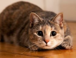 8 Kucing Mati Misterius di Kedungkandang, Warga Curiga Diracun