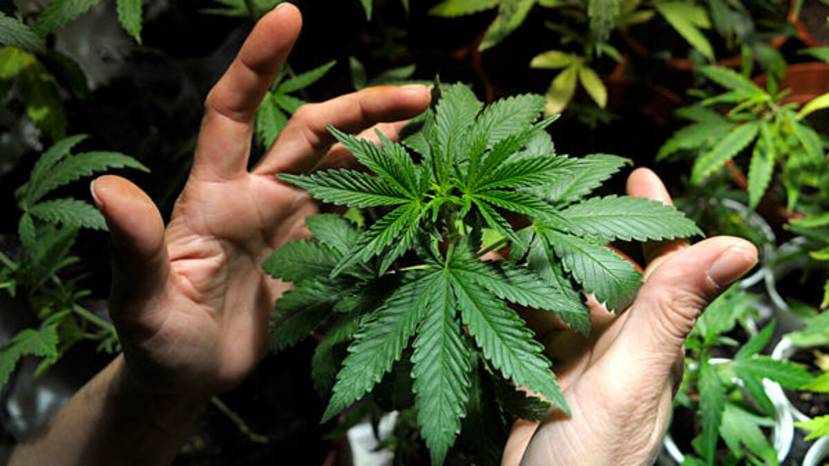 Ganja Medis Masuk KEK? Usulan “Pulau Khusus” Picu Perdebatan Baru