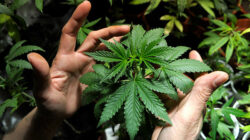 Ganja Medis Masuk KEK? Usulan “Pulau Khusus” Picu Perdebatan Baru