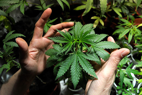 Ganja Medis Masuk KEK? Usulan “Pulau Khusus” Picu Perdebatan Baru Ganja Medis Masuk KEK? Usulan “Pulau Khusus” Picu Perdebatan Baru