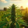 Negara-Negara yang Melegalkan Ganja untuk Medis hingga Konsumsi Pribadi
