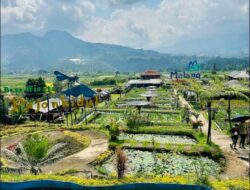 Habiskan Sabtu di Pujon Kidul: Makan di Tengah Sawah, Memerah Susu, dan Pulang Lebih Tenang