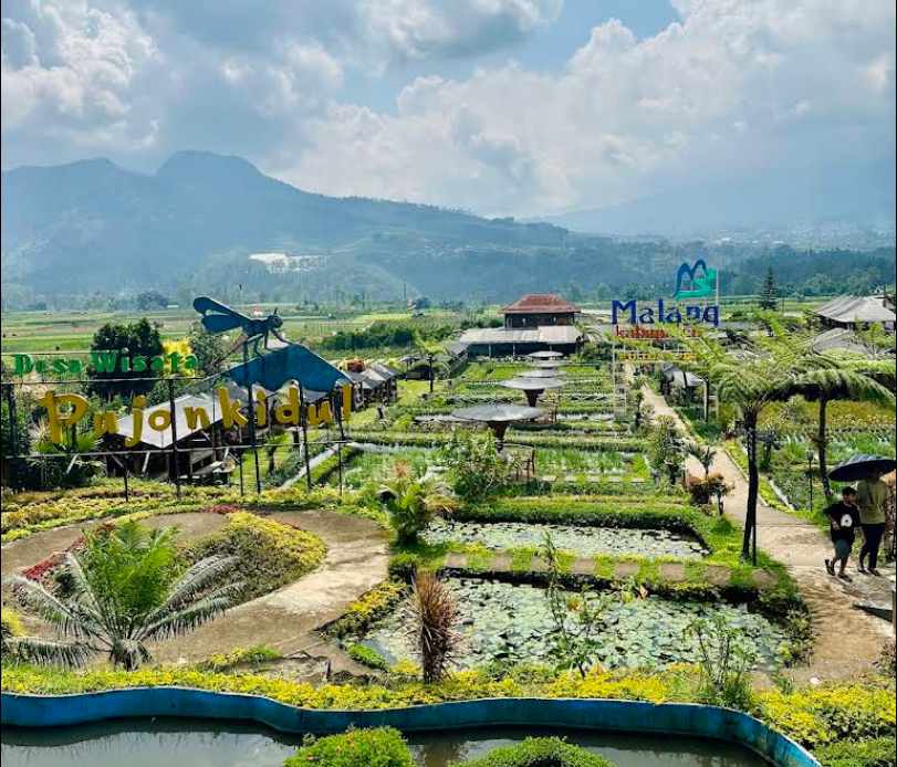 Habiskan Sabtu di Pujon Kidul: Makan di Tengah Sawah, Memerah Susu, dan Pulang Lebih Tenang