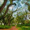 De Djawatan Banyuwangi: “Hutan Lord of the Rings” Indonesia yang Tiketnya Hanya Rp 7.500